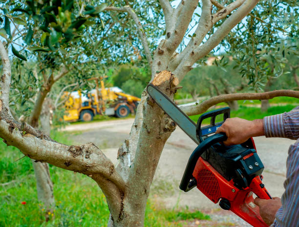 Dead Tree Removal